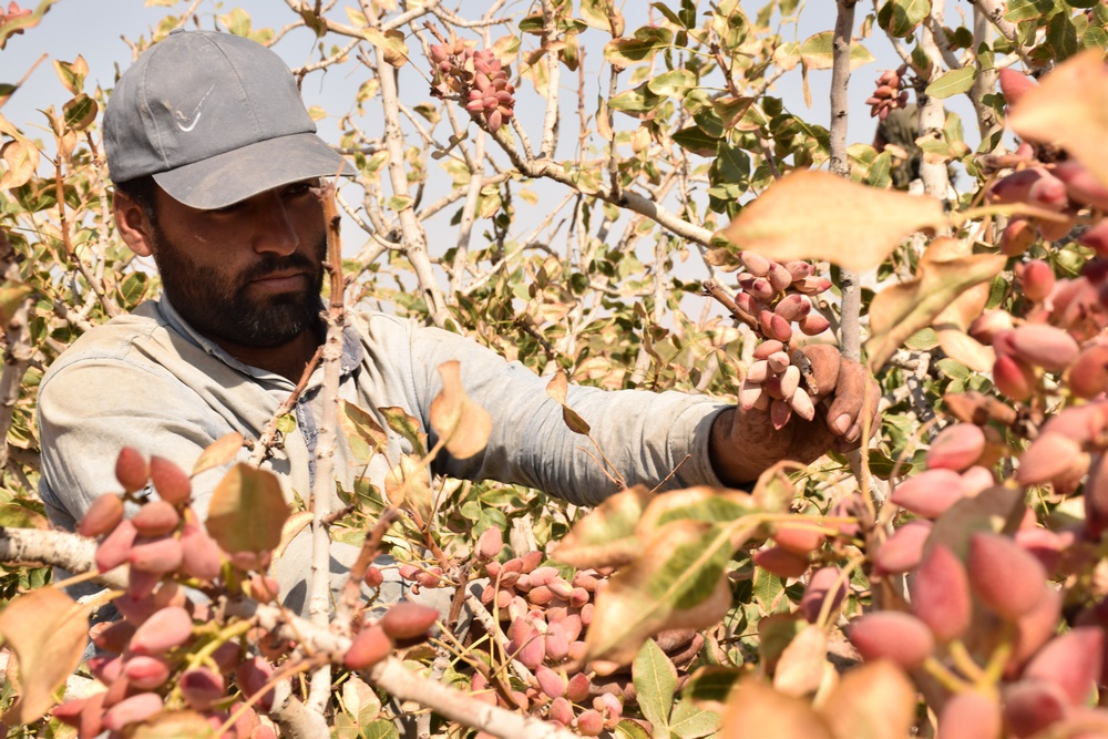 Iranian Pistachios