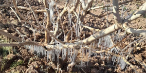 Pistachio Orchards frost