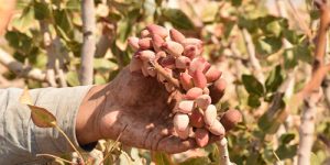 Pistachio Production