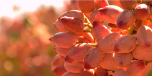 Six-Month Report of Iranian Pistachio Sales for the First Half of the Commercial Year