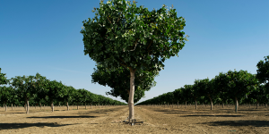 US pistachio challenges in 2023