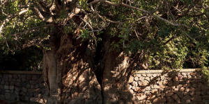 The oldest pistachio tree